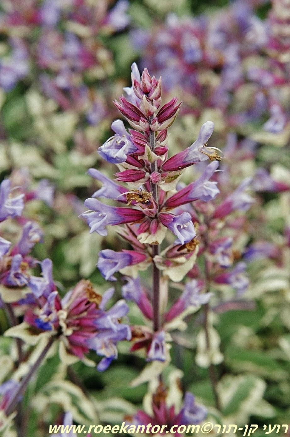 Salvia officinalis 'Tricolor' - מרווה רפואית 'תלת-גוני', מרווה רפואית 'תלת-גוני'