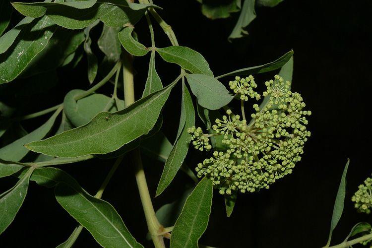 Heteromorpha arborescens - Parsley Tree, הטרומורפה עצית, הטרומורפה מעוצה