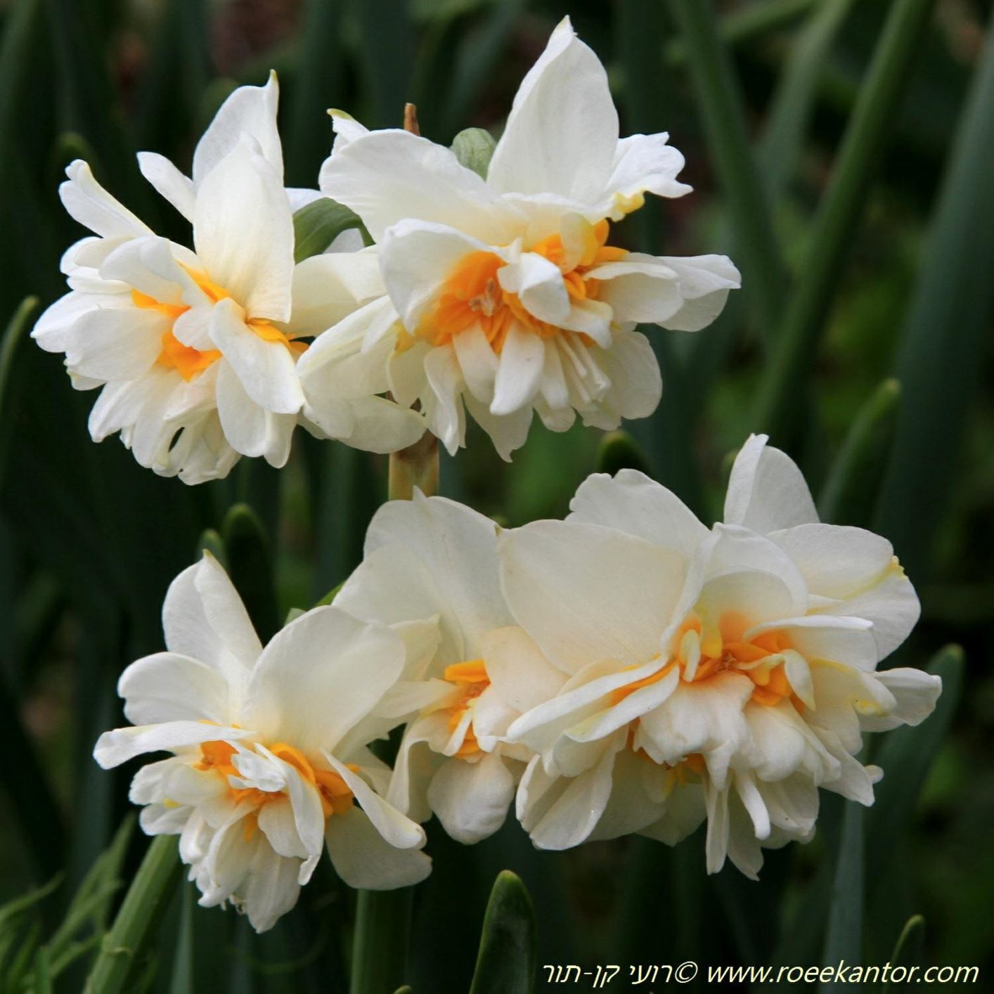 Narcissus tazetta 'Constantinople' - Tazetta Daffodil 'Constantinople', נרקיס מצוי 'קונסטנטינופול'', נרקיס מצוי 'קונסטנטינופול''
