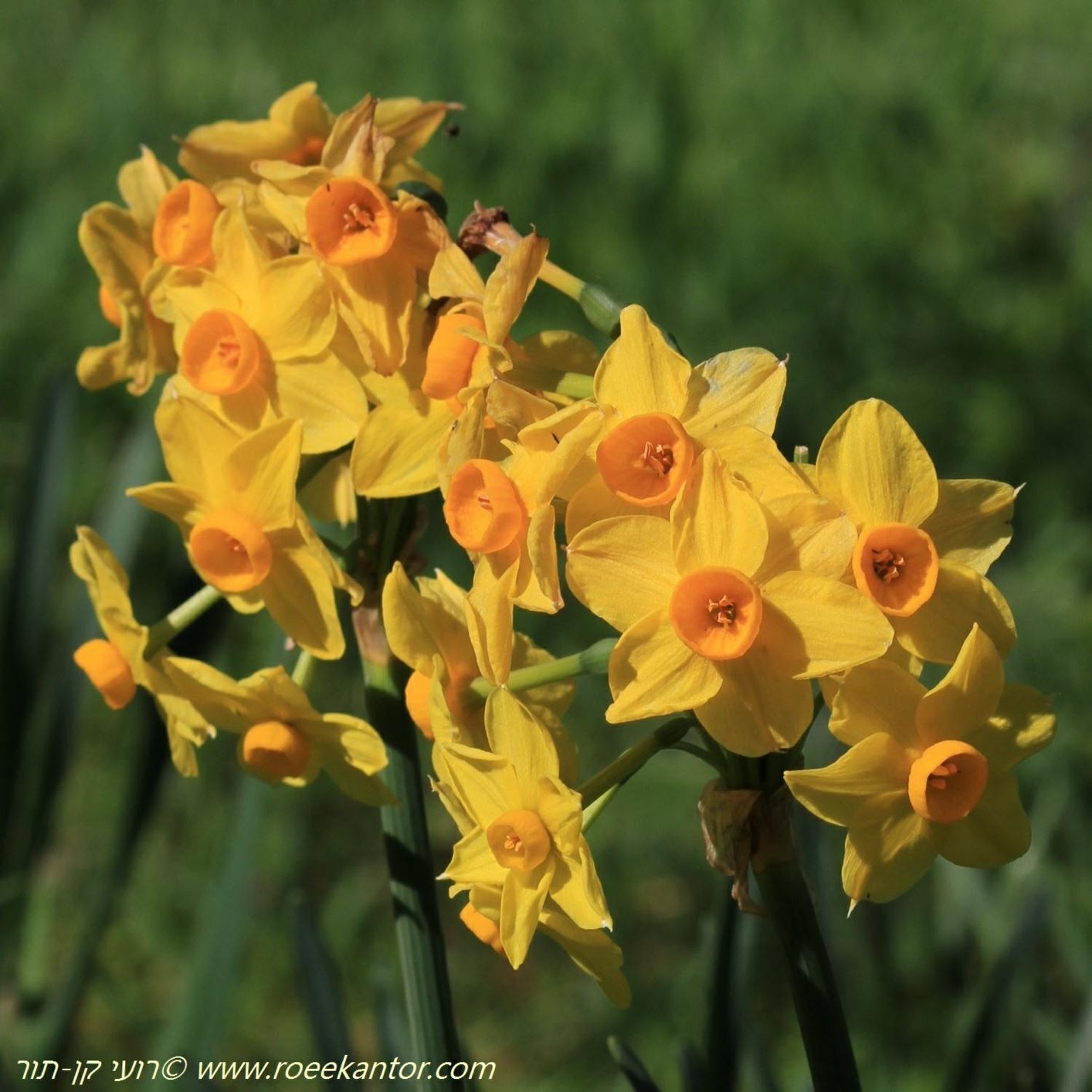 Narcissus tazetta subsp. aureus - נרקיס מצוי תת-מין זהוב, נרקיס מצוי תת-מין זהוב