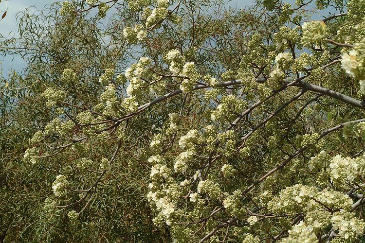 Dombeya rotundifolia - South African Wild Pear, דומביאה עגולת-עלים, דומביאה עגולת-עלים