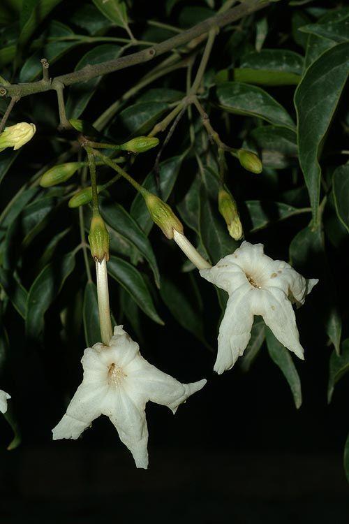 Radermachera frondosa - טקומן מניפני, טקומן מניפני
