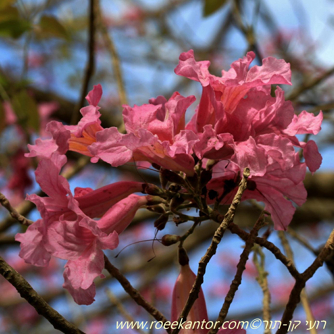Handroanthus impetiginosus - Lavender Trumpet Tree, Pink Trumpet Tree ...