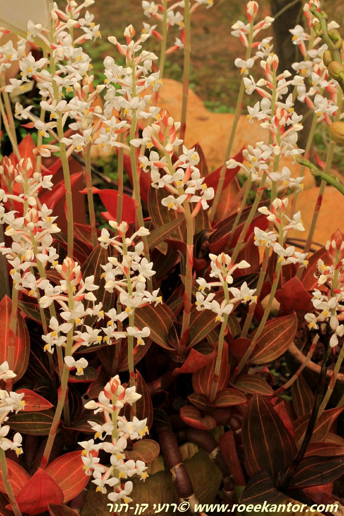 Ludisia bicolor - Jewel Orchid, לודיסיה דו-גונית, לודיסיה דו-גונית