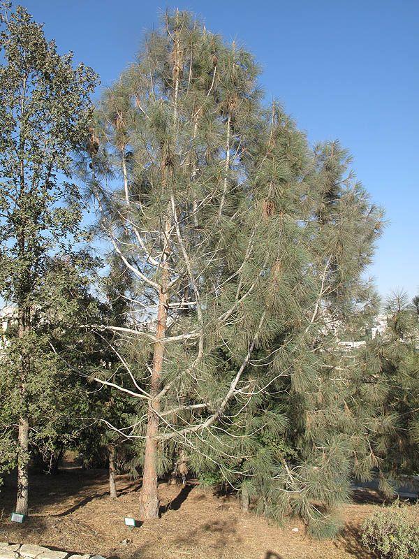 Pinus sabiniana - Digger Pine, Gray Pine, California Foothill Pine,, אורן סביני, אורן סביני