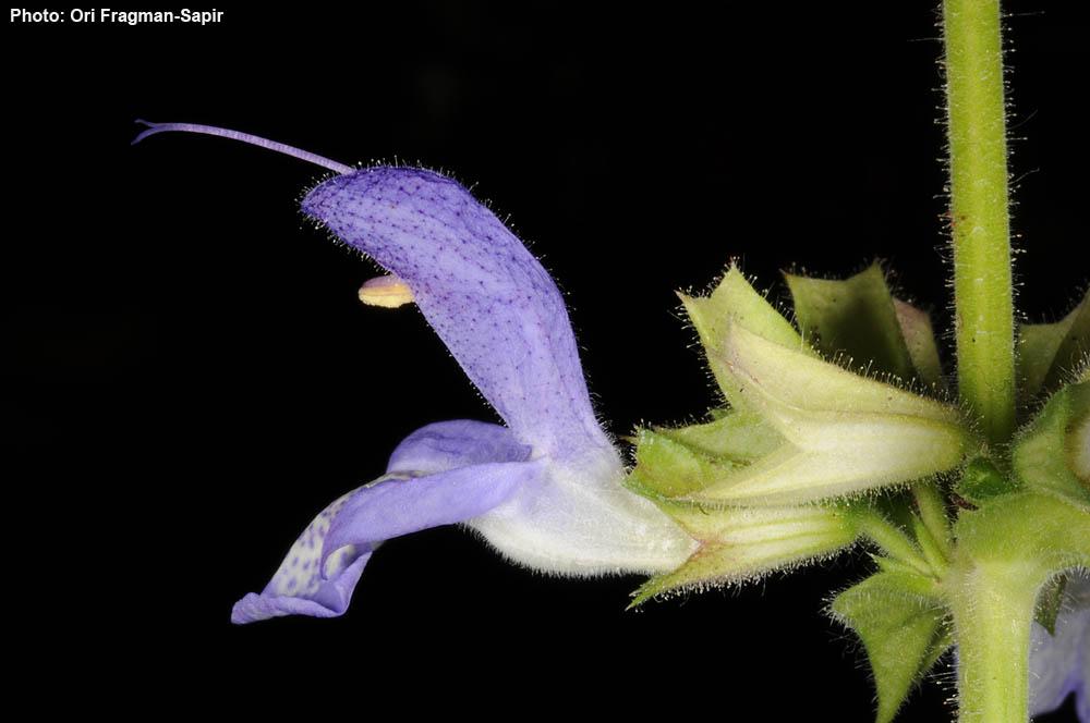 Salvia forsskaolei - indigo woodland sage, מרוות פורשקול, מרוות פורשקול