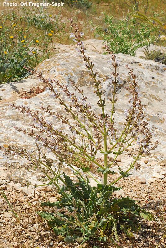 Salvia palaestina - Palestine Sage, מרווה ארץ-ישראלית, מרווה  ארץ-ישראלית