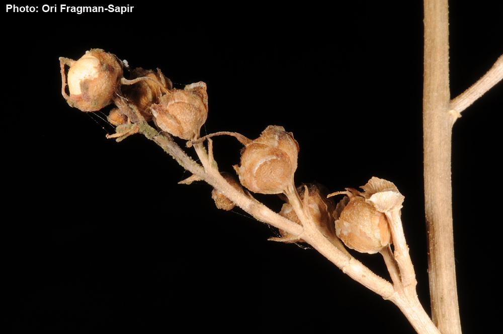 Scrophularia hierochuntina - Jericho Figwort, לוענית יריחו, לוענית  יריחו