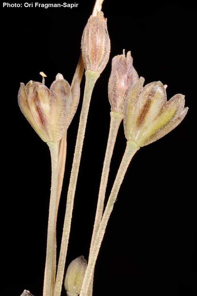 Allium tardiflorum - Autumn Garlic, שום סתווי, שום סתווי