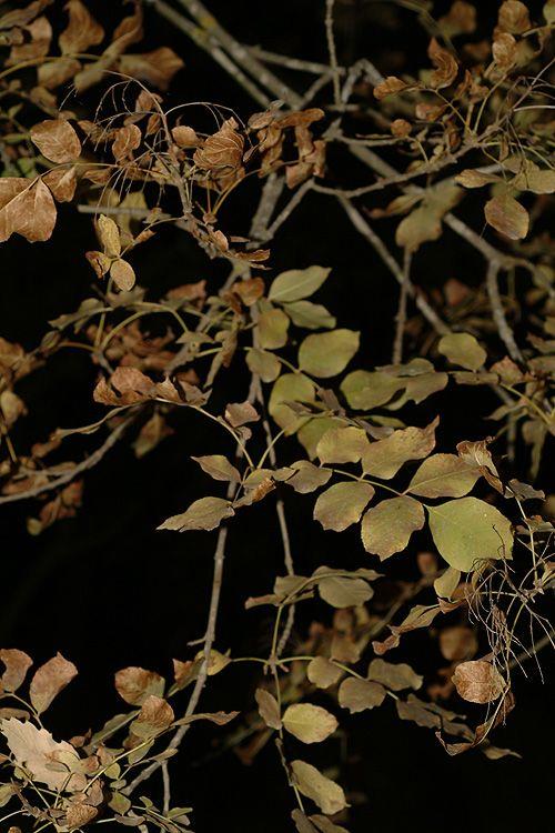 Fraxinus ornus - Manna Ash, South European Flowering Ash, מילה לבנת-פרחים, מילה מלבינה