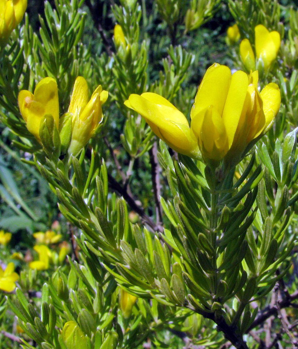 Genista linifolia - Mediterranean Broom, Flax Broom, רתמה דקיקה, רתמה  דקיקה