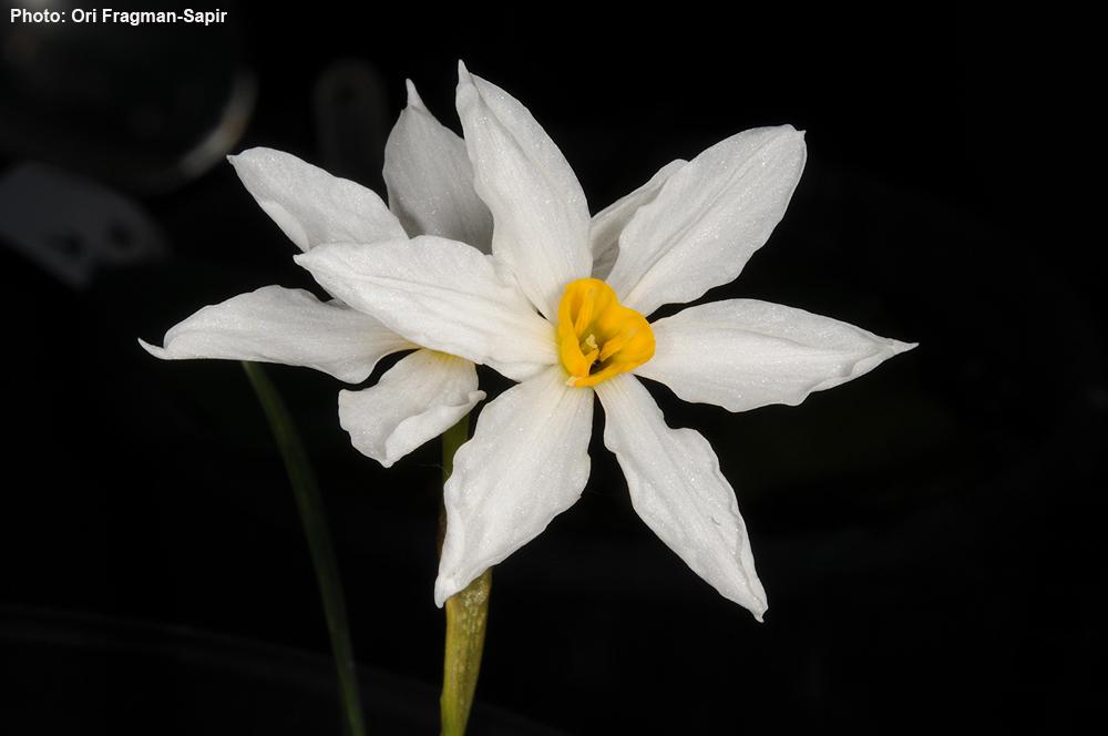 Narcissus obsoletus × tazetta - נרקיס מצוי × סתווי, מצוי X נרקיס סתווי