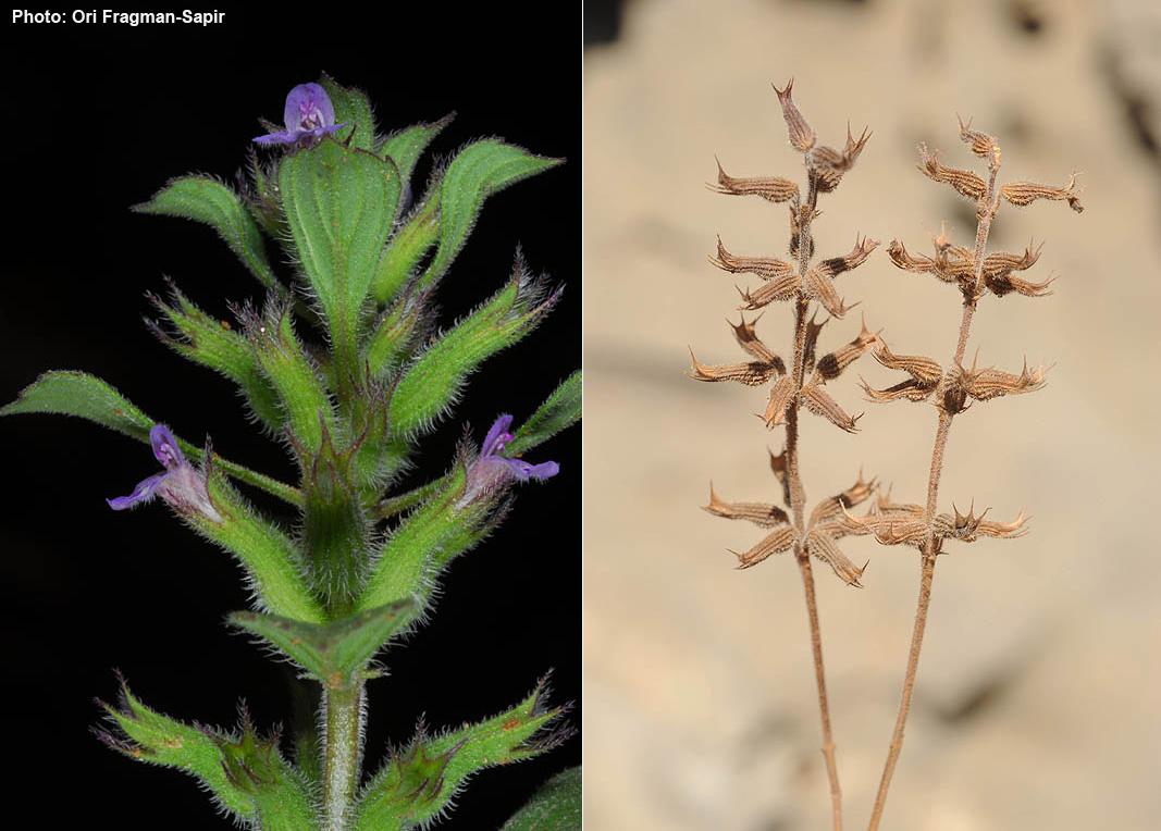 Clinopodium graveolens subsp. rotundifolium - Fragrant Acinos, אקינוס ריחני, אקינוס  ריחני
