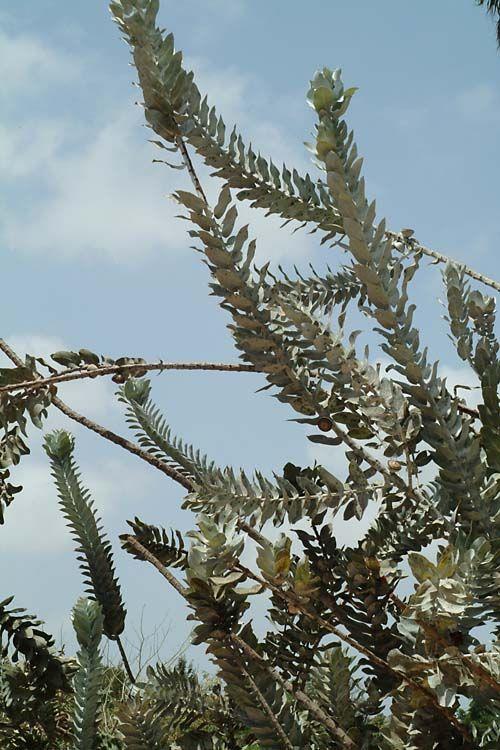 Eucalyptus macrocarpa - Mottlecah, Blue-bush, איקליפטוס גדול-פרי, איקליפטוס גדול-פרי