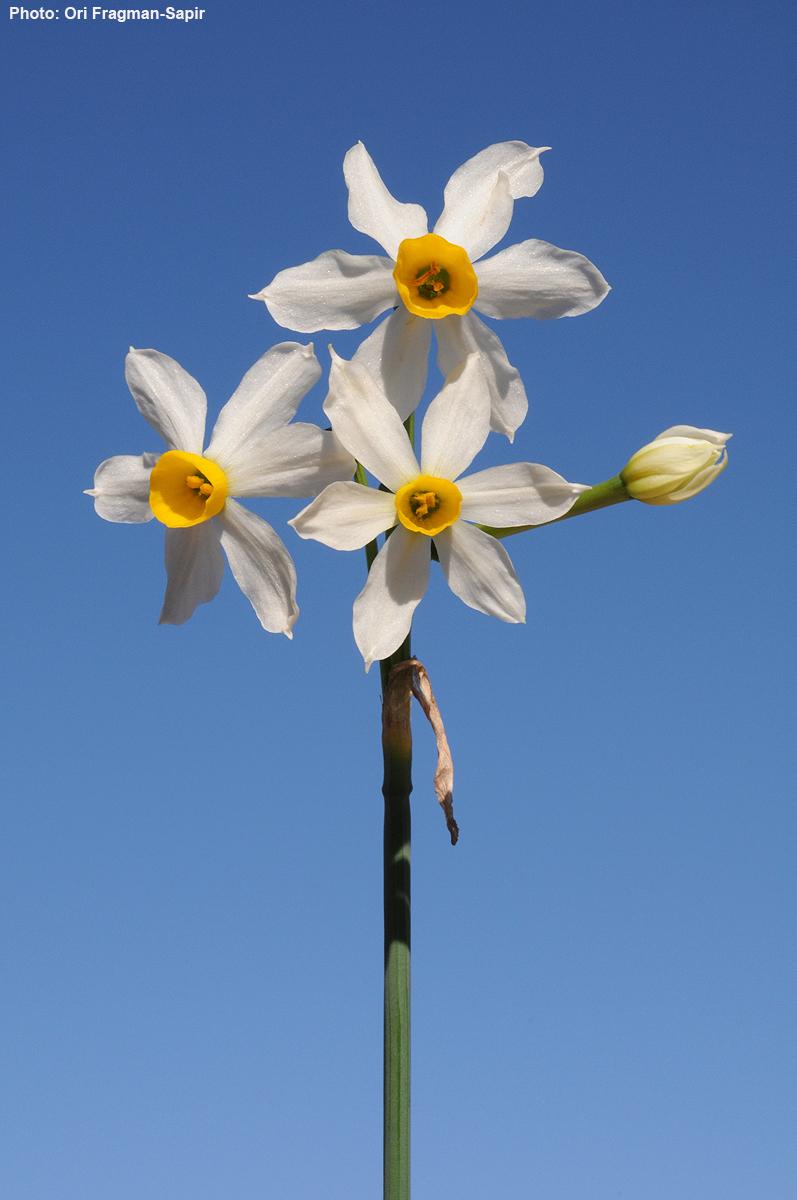 Narcissus tazetta - Common Narcissus, Bunch-flowered Narcissus, Rose-of-Sharon, Joss Flower, נרקיס מצוי, נרקיס מצוי
