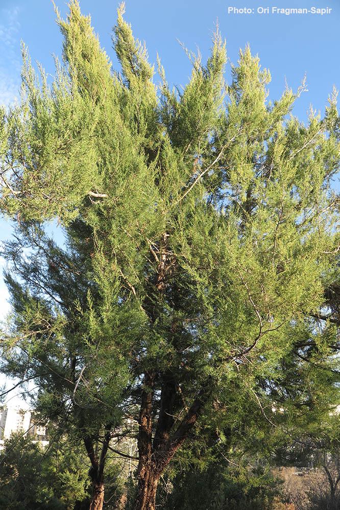 Cupressus guadalupensis - Tecate Cypress, ברוש גואדלופ, ברוש גואדלופ