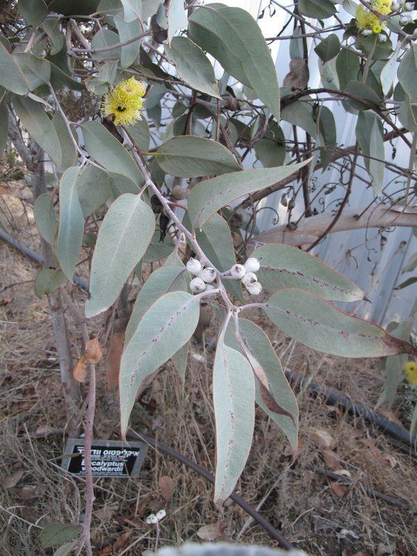 Eucalyptus woodwardii - Lemon-flowered Gum, איקליפטוס וודוורד, איקליפטוס וודוורד