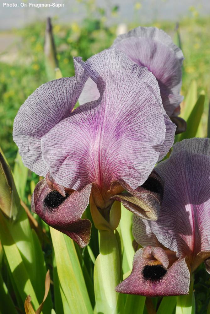Iris haynei - Hayne's Iris, Gilboa Iris, איריס הגלבוע, איריס הגלבוע