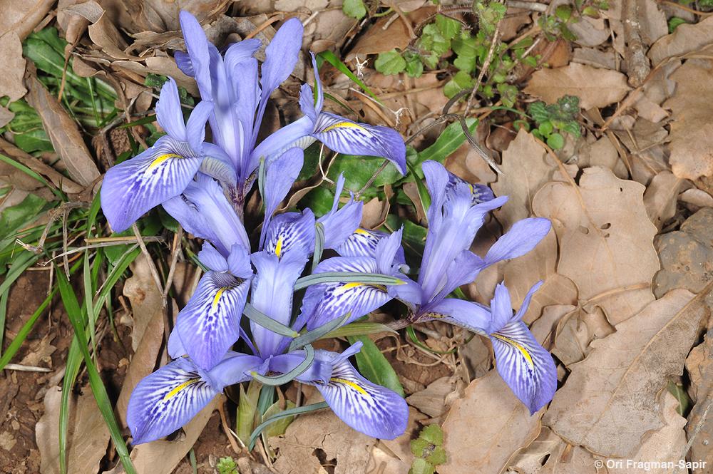 Iris histrio - Histrio Iris, איריס הלבנון, איריס הלבנון