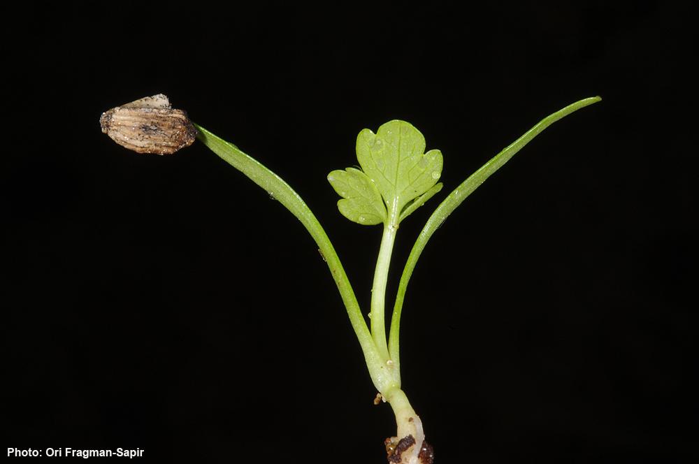 Oenanthe prolifera - Proliferous Water-dropwort, יינית חרוזה, יינית חרוזה