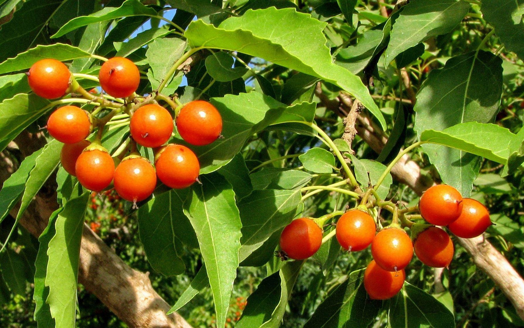 Cordia caffra - Septee Tree, Septee Saucer-berry, גופנן אפריקני, ערף אפריקני