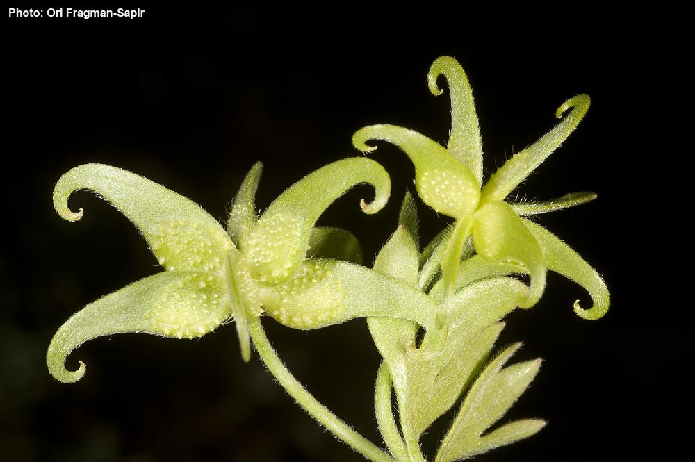 Ranunculus pinardii - Pinard's Buttercup, נורית סלילנית, נורית סלילנית