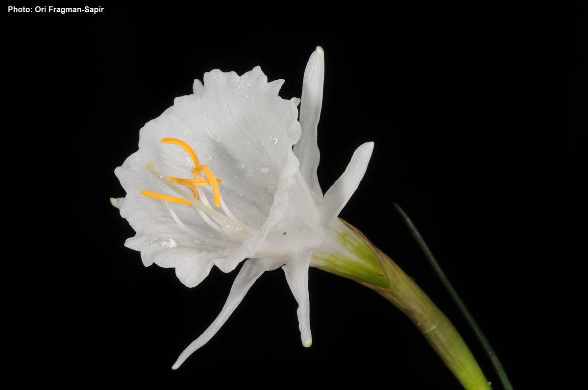 Narcissus × barrae - נרקיס בארה, נרקיס בארה