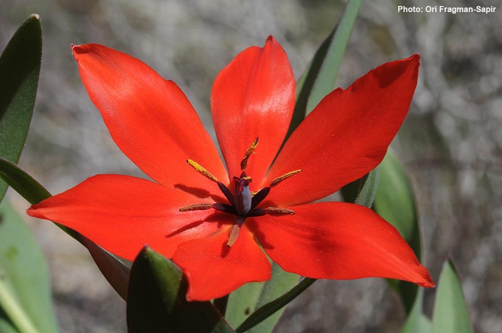 Tulipa praestans - צבעוני רם, צבעוני רם