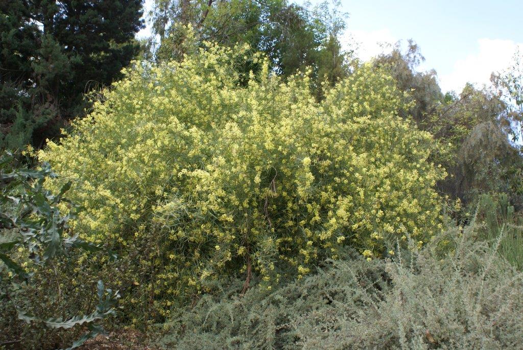 Acacia iteaphylla - Flinders Range Wattle, שיטה מגלית, שיטה מגלית