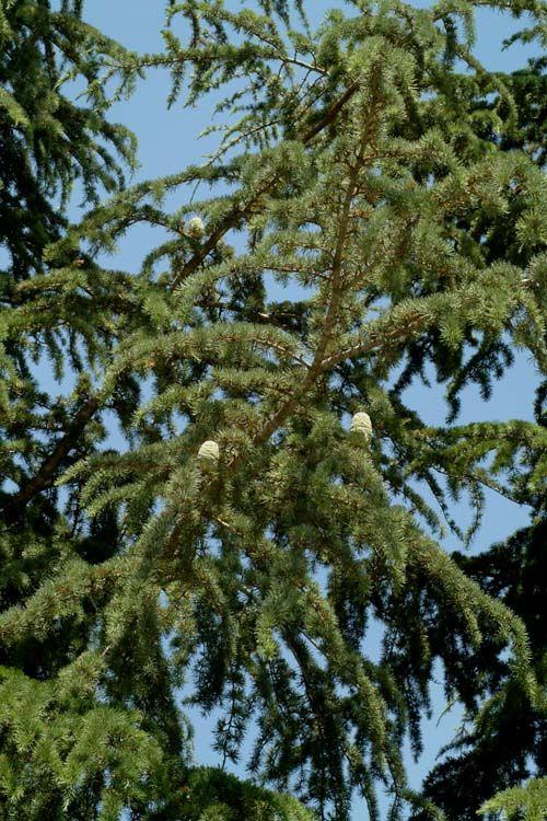 Cedrus libani subsp. brevifolia - Cyprus Cedar, ארז הלבנון תת-מין קפריסאי, ארז הלבנון תת-מין קפריסאי, ארז קפריסאי