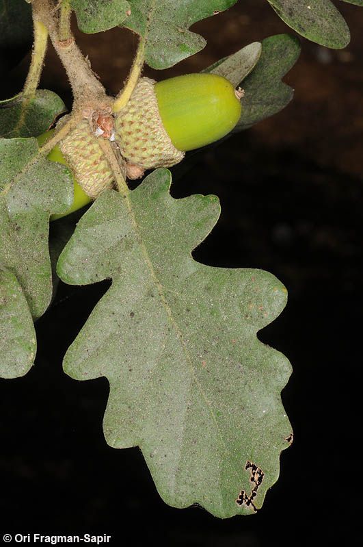 Quercus petraea - Durmast oak, Sessile oak, אלון ישוב, אלון ישוב