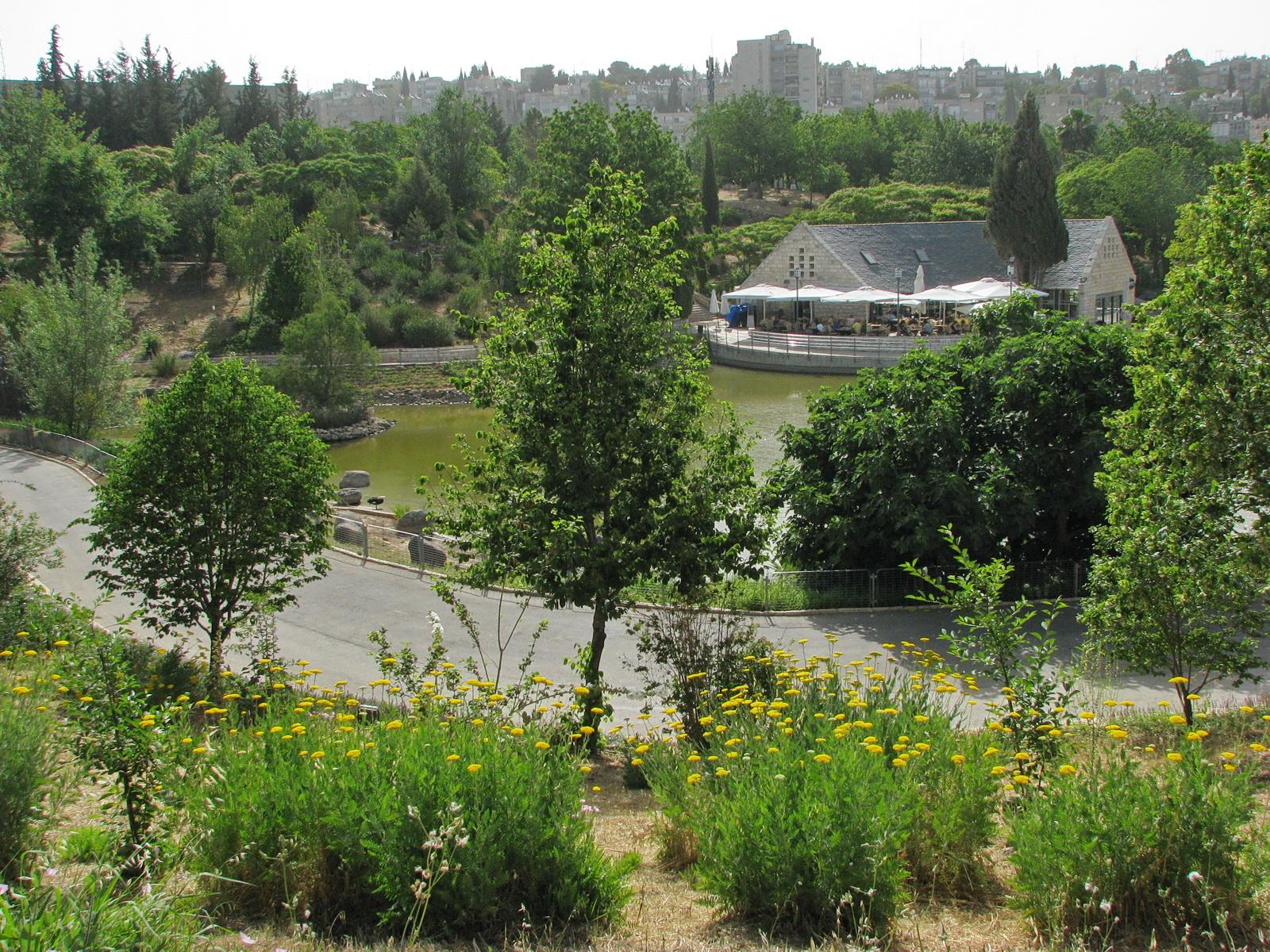 Achillea filipendulina - Fernleaf Yarrow, אכילאה קיפחת, אכילאה קיפחת