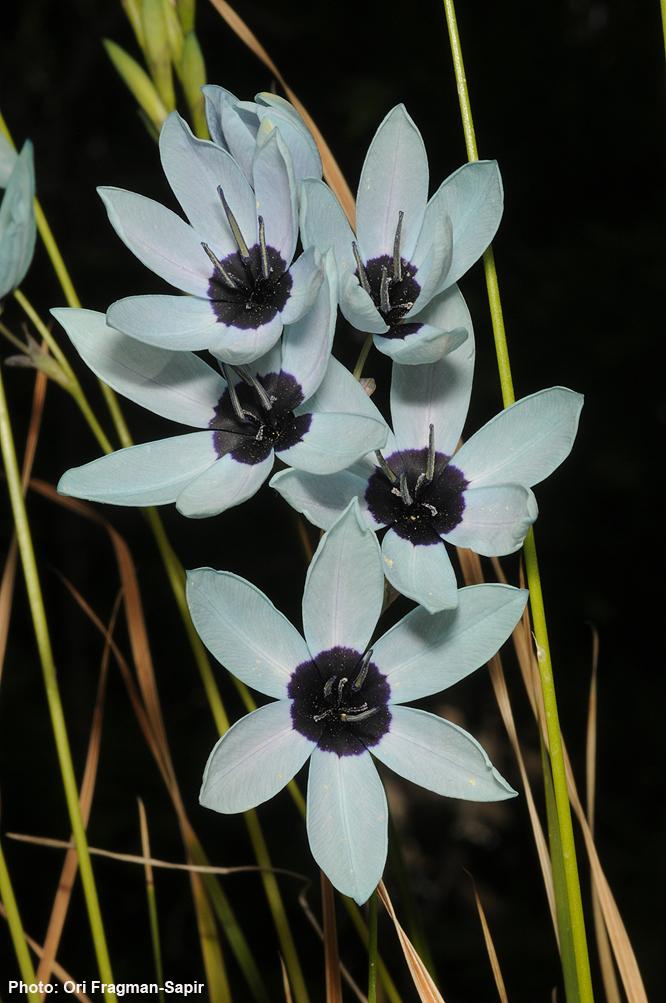 Ixia viridiflora - Turquoise Ixia , איקסיה ירוקת-פרחים, איקסיה ירוקת-פרחים