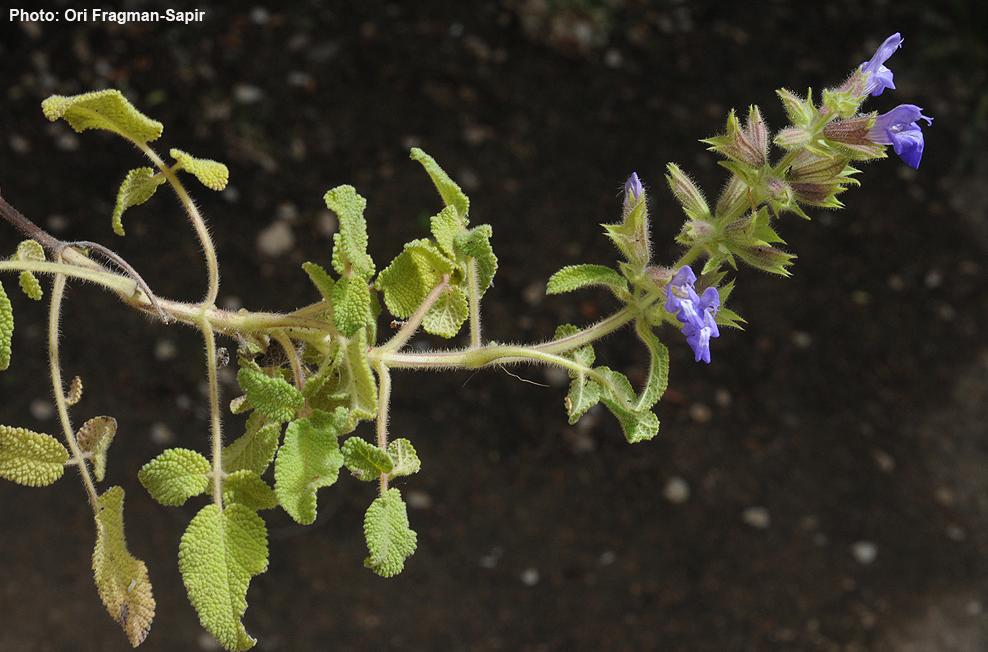 Salvia rubifolia - Bramble-leaved Sage, מרוות הפטל, מרוות הפטל