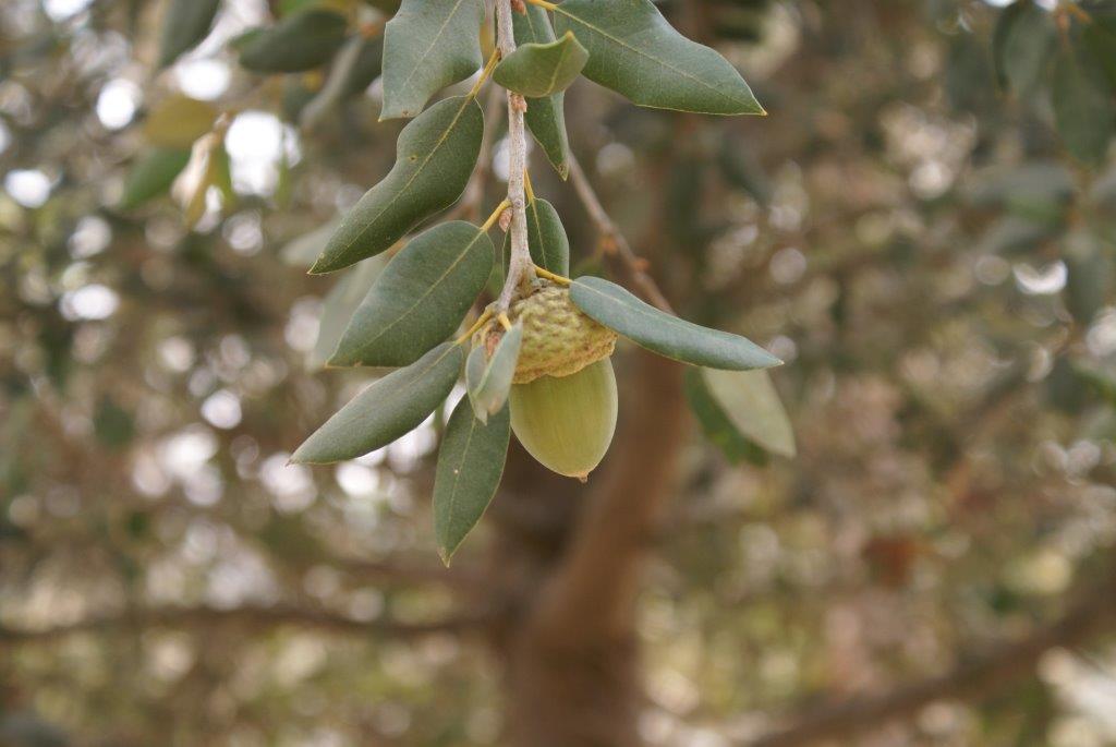 Quercus chrysolepis - Canyon Oak, Canyon Live Oak, Maul Oak, Goldcup Oak, Gold Cup Live Oak, , אלון צהוב-קשקשים, אלון צהוב-קשקשים