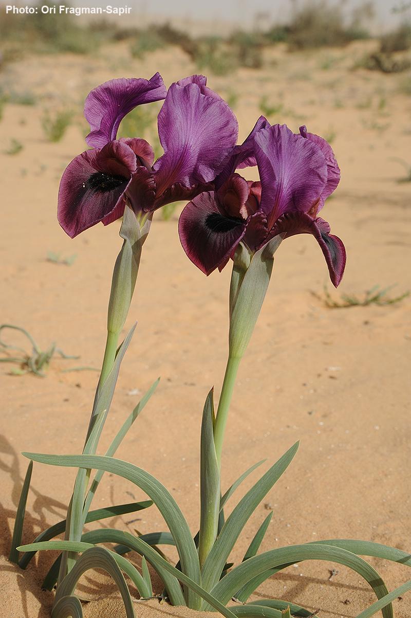 Iris mariae - Mary's Iris, Helena's iris, Negev Iris, איריס הנגב, איריס הנגב