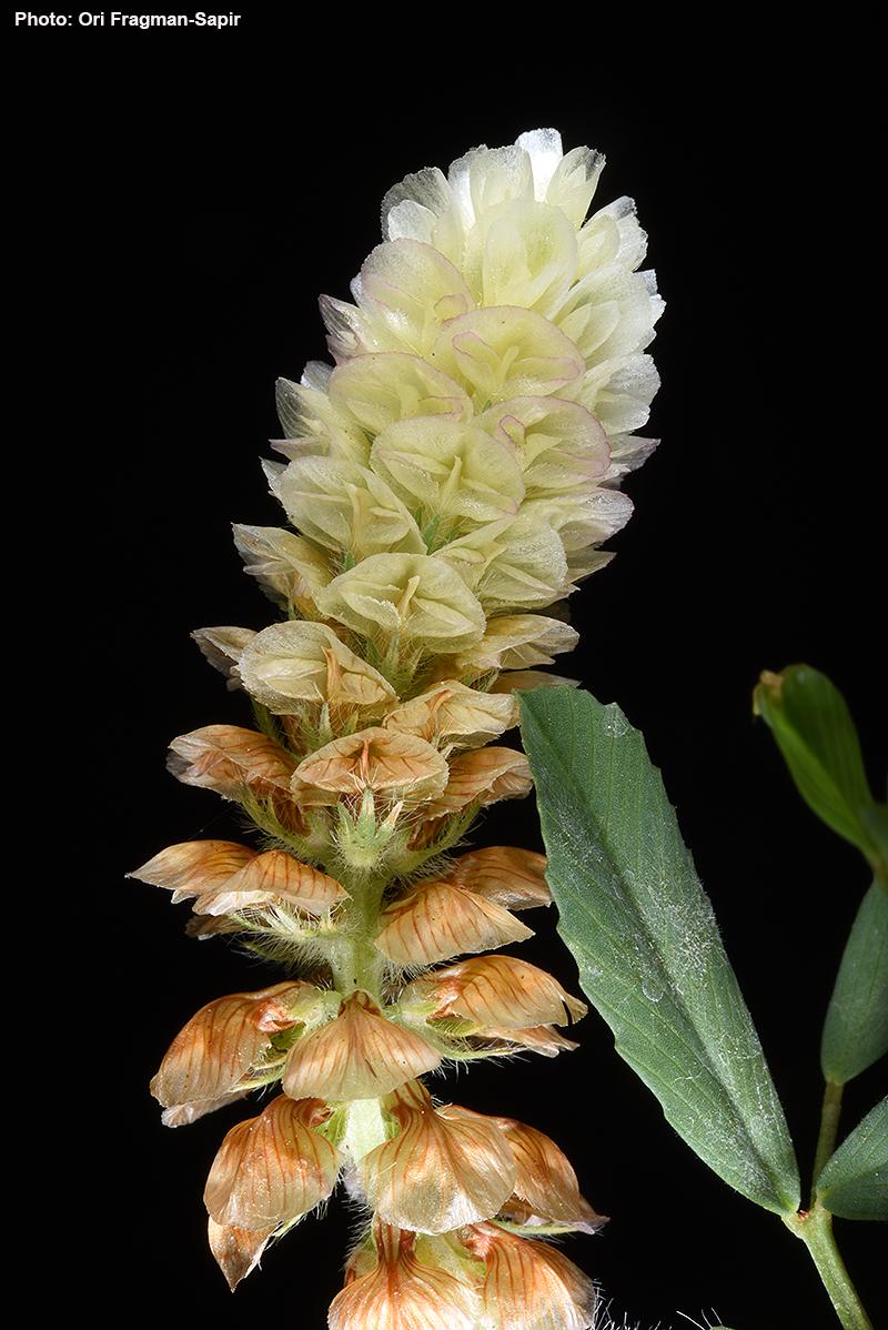 Trifolium billardierei - Labillardiere's Clover, תלתן דגול, תלתן דגול