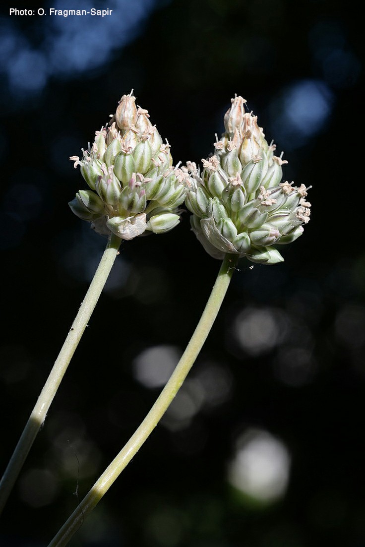 Allium curtum subsp. palaestinum var. palaestinum - שום קצר תת-מין ארץ-ישראלי זן ארץ-ישראלי, שום קצר תת-מין ארץ-ישראלי זן ארץ-ישראלי