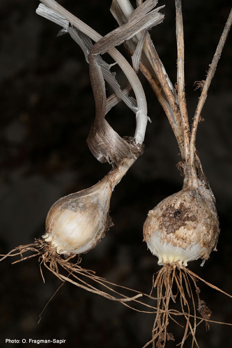 Allium therinanthum - שום קייצי, שום קייצי