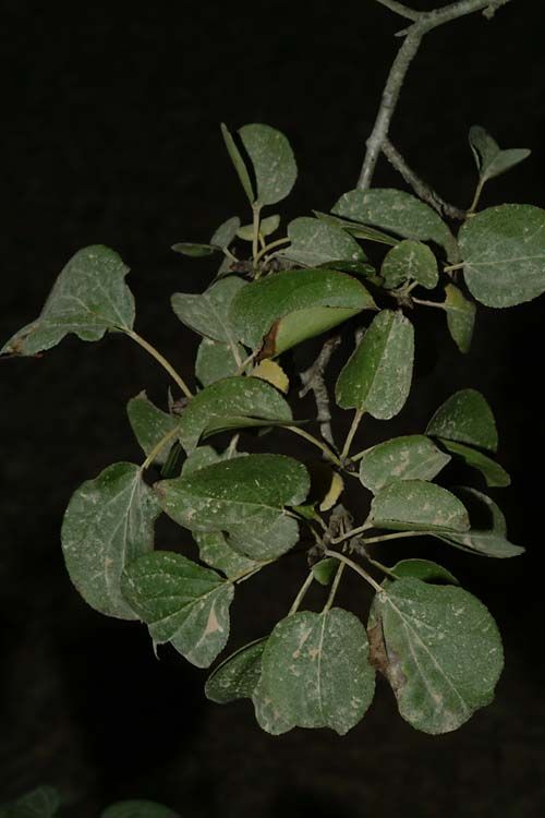 Rhamnus cathartica - Common Buckthorn, Purging Buckthorn, אשחר קתרטי, אשחר  קתרטי