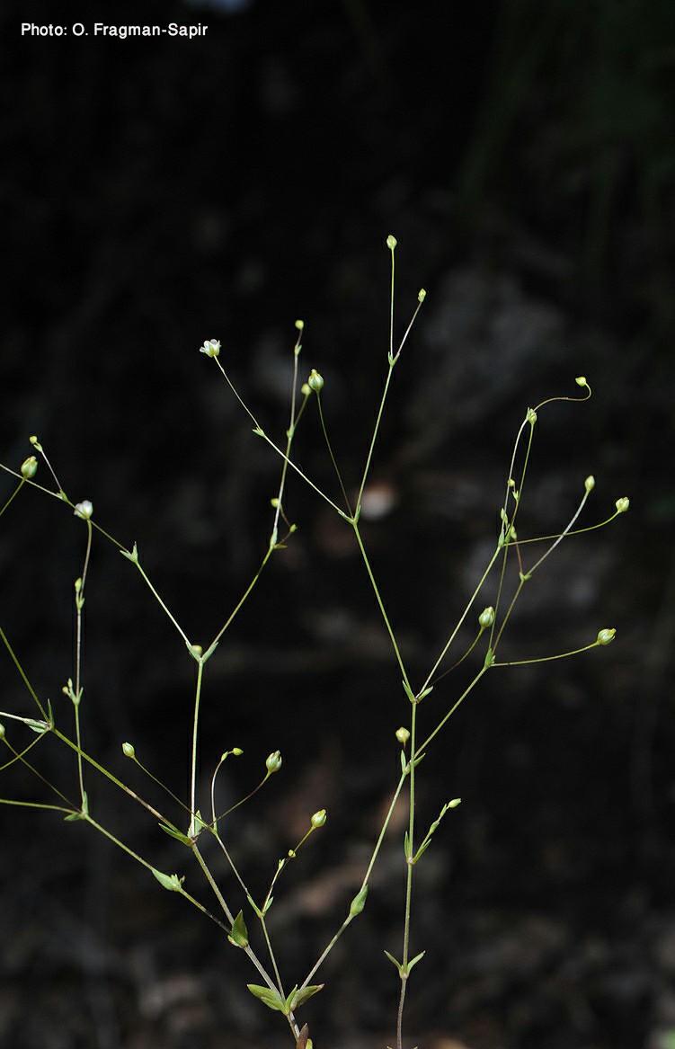 Arenaria tremula - Trembling Sandwort, ארנריה נימית, ארנריה נימית