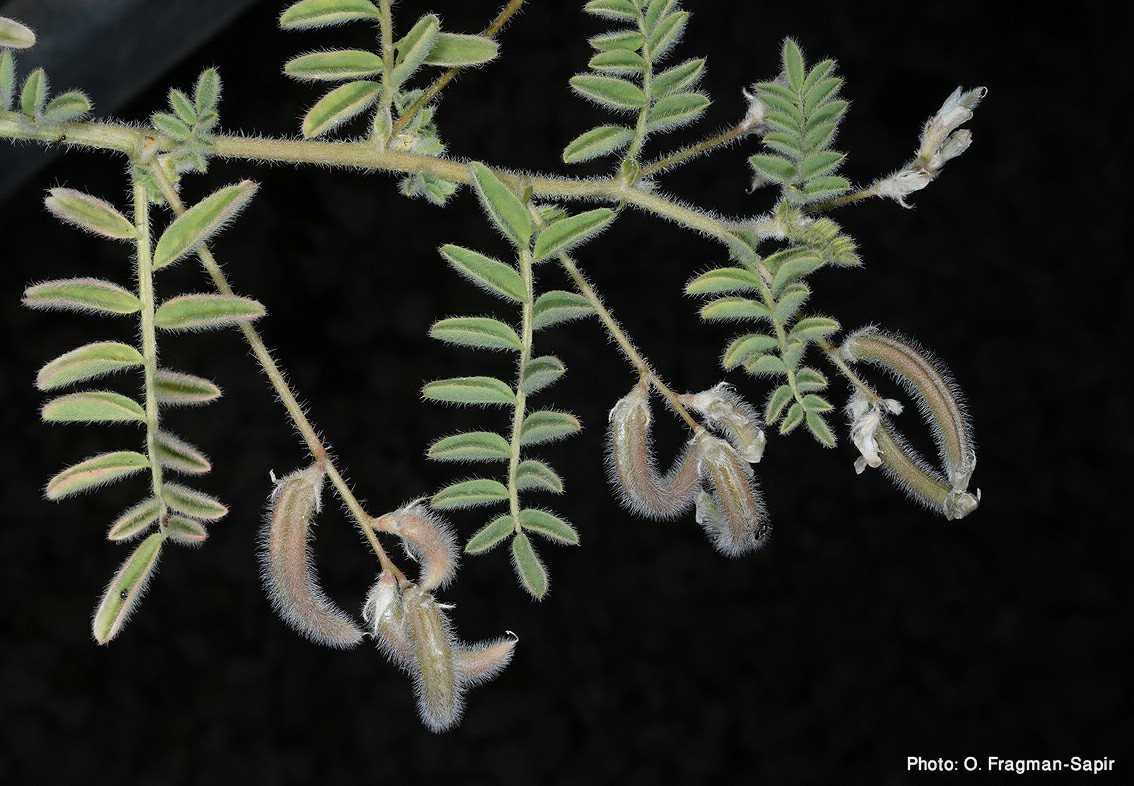 Astragalus eremophilus - Desert Milk-vetch, קדד הישימון, קדד  הישימון