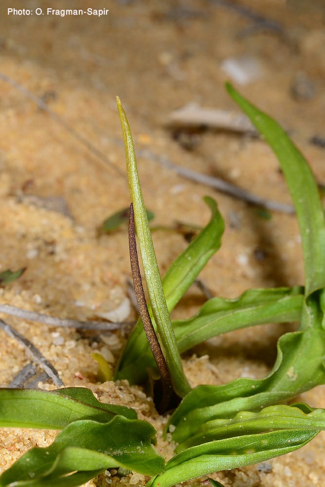 Biarum olivieri - Tiny Biarum, אחילוף זעיר, אחילוף  זעיר