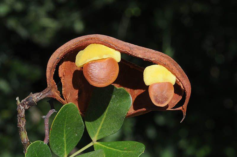 Schotia afra var. angustifolia - Fynblaar Karoo Boer-bean, Fynblaar Hottentot's Bean, שוטיה אפריקנית זן צר-עלים, שוטיה אפריקנית זן צר-עלים