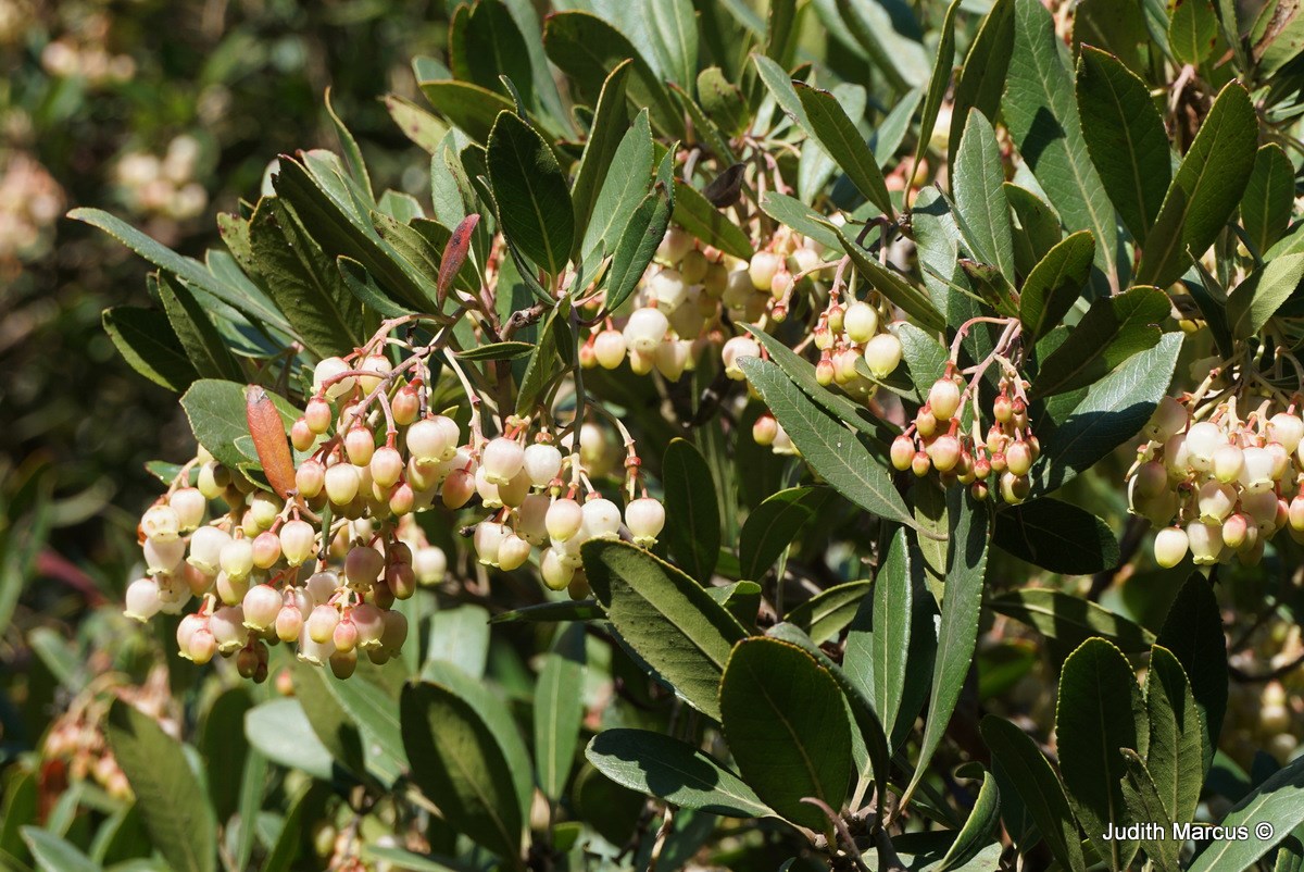 Arbutus × andrachnoides - Hybrid Stawberru Tree, קטלב קטלבי, קטלב קטלבי