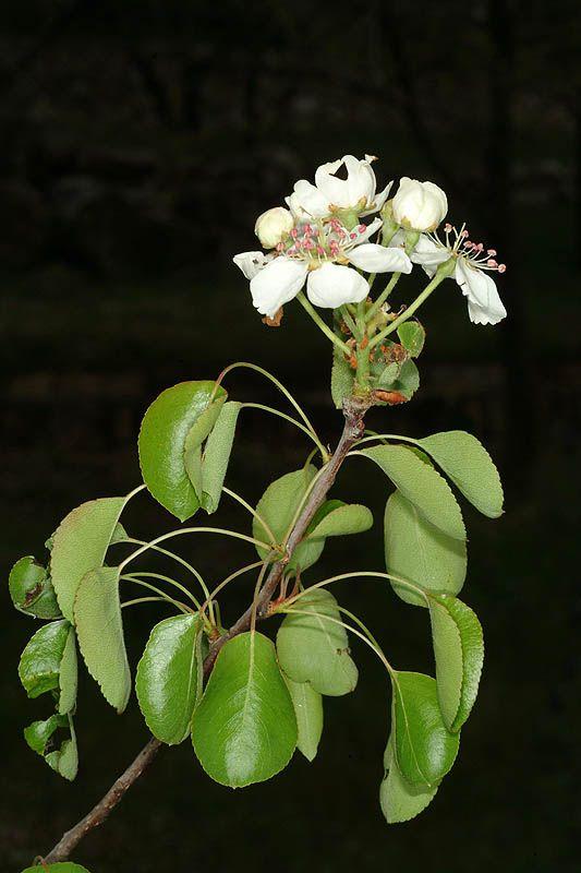 Pyrus bourgaeana - Iberian Pear, אגס מרוקני, אגס מרוקני