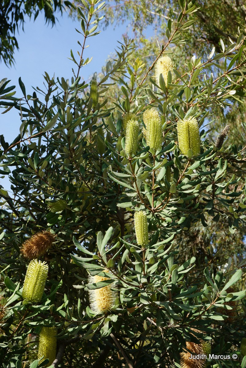 Banksia serrata - Saw Banksia, Red Honeysuckle, Old man Banksia, בנקסיה ...