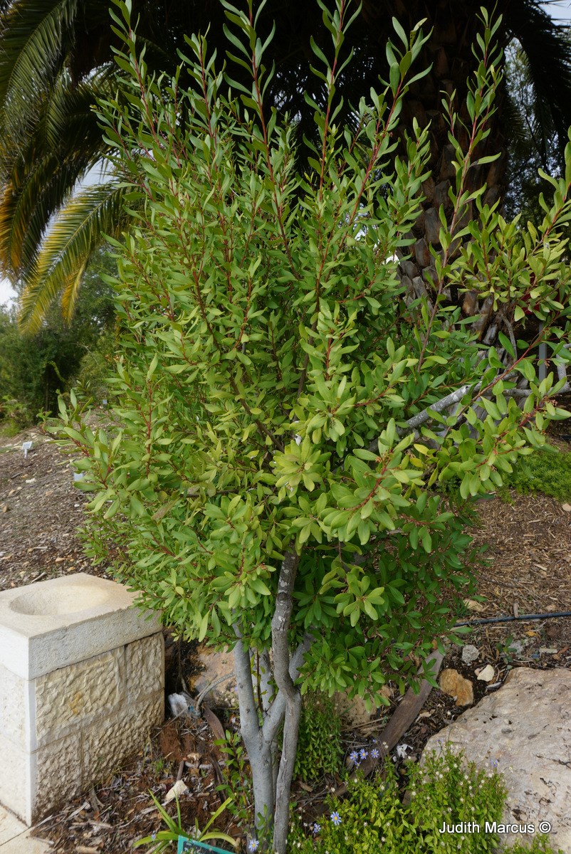 Euclea racemosa - Sea Guarrie, Dune Guarrie, אקלאה אשכולית, אאוקלאה אשכולית, אקלאה  אשכולית