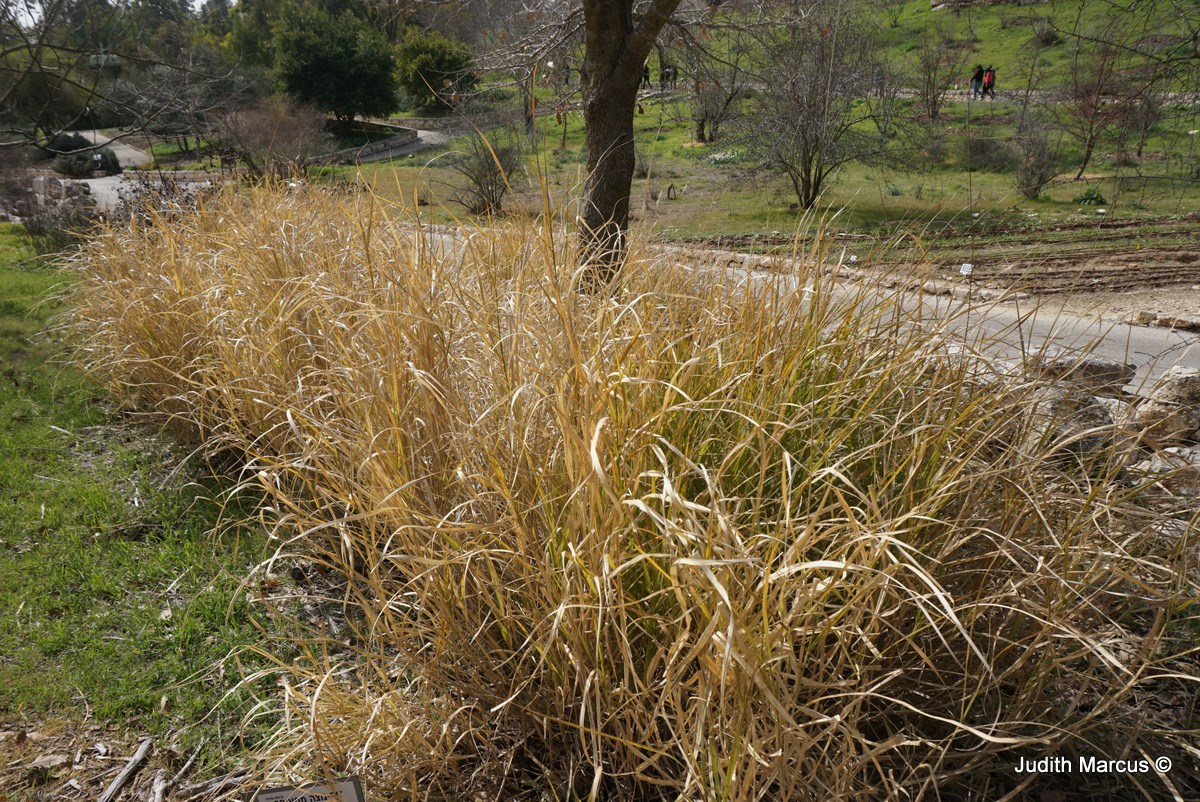 Cenchrus orientalis 'Tall Tails' - Tall Oriental Fountain Grass, זיף-נוצה מזרחי 'טול טיילס', זיף-נוצה מחוספס, זיף-נוצה  מזרחי
