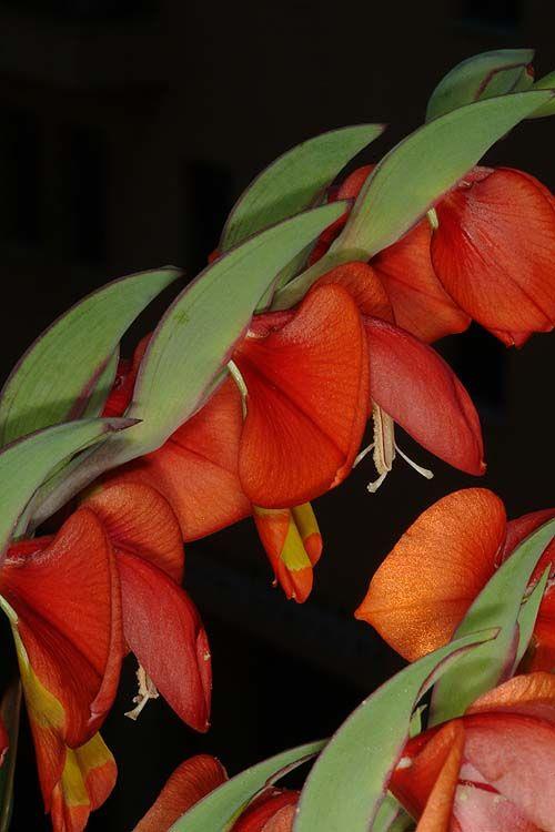 Gladiolus equitans - סייפן אבירי, סייפן אבירי
